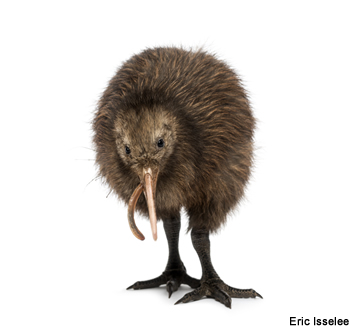 kiwi qui mange un vers 