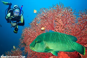 poisson napoléon dans corail