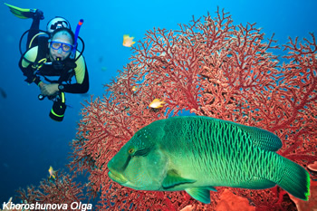 poisson napoléon dans corail