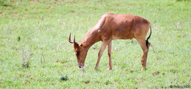 antilope qui broute