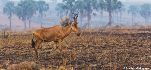 hirola sur terre brulée