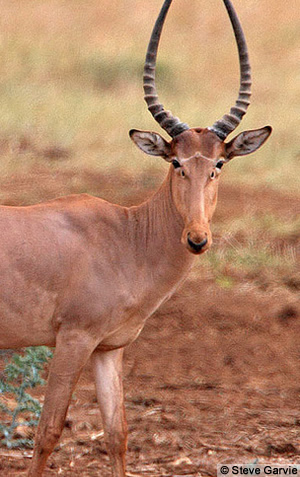 antilope kenya