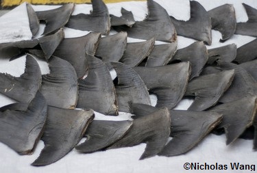 Ailerons de requins étalés sur le trottoir à Hong Kong