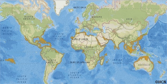 Aire de répartition du grand requin-marteau