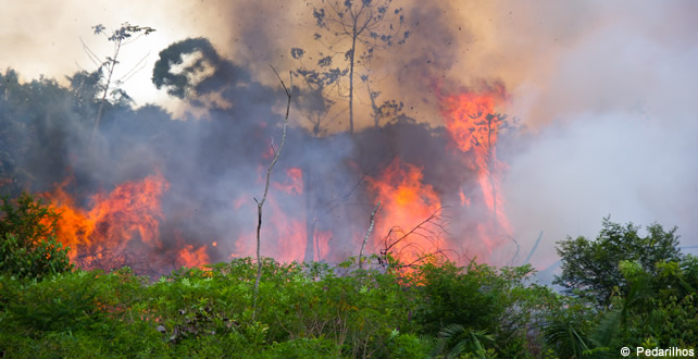 déforestation