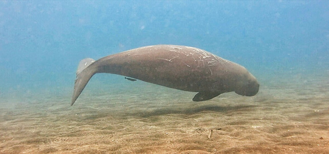 dugong dugon