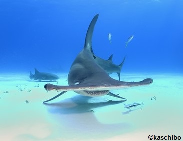 Grand requin-marteau vu de face