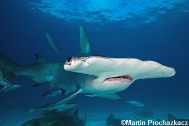 Sphyrna mokarran, le grand requin-marteau