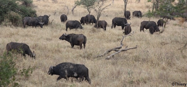 Troupeau de buffles africains