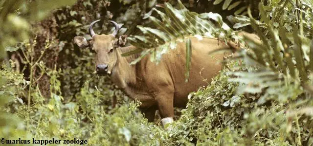 Un banteng, espèce concurrence du rhinocéros de Java