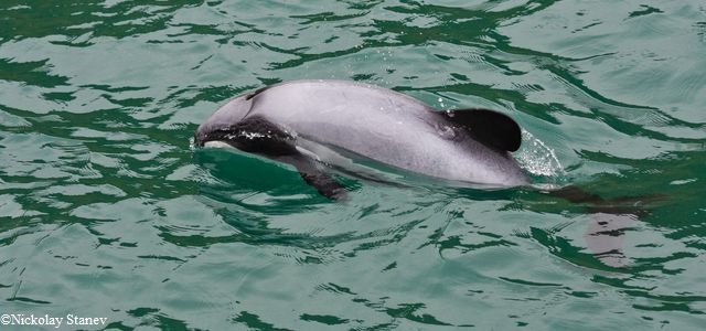 Dauphin d'Hector à la surface