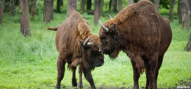 mâles bisons d'europe