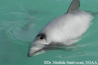 Tache blanche du dauphin d'Hector - dauphin à front blanc
