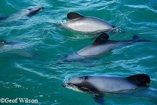 Groupe de dauphins d'Hector
