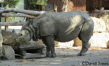 Un rhinocéros indien au zoo de Vienne