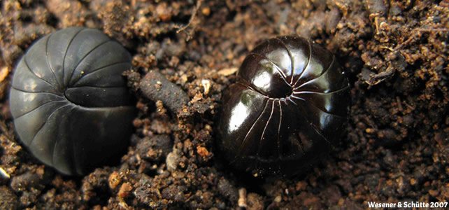 Shiny Giant Pill-Millipede