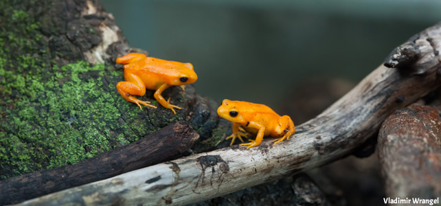 grenouilles menacées madagascar