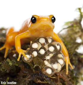 grenouille mantelle et ses oeufs