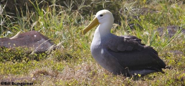 Un albatros des Galapagos au sol