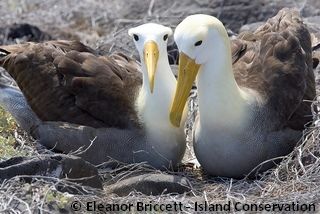 Un couple d'albatros des Galápagos