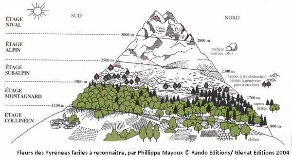 Etagement de la végétation pyrénéenne