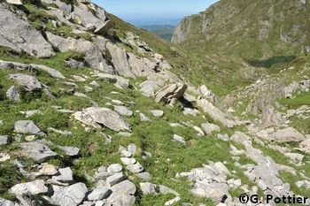 Habitat du lézard du val d'Aran