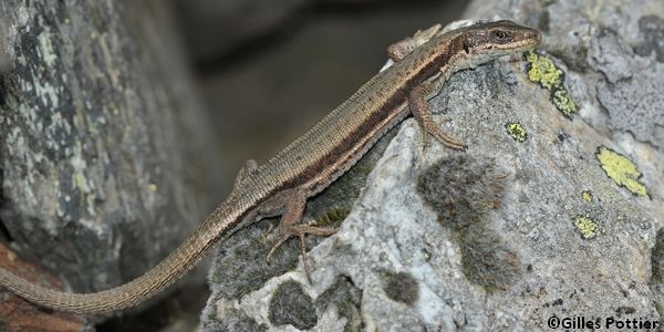 Lézard du val d'Aran femelle