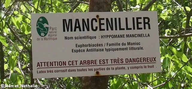 Panneau d'avertissement de présence d'un mancenillier en Martinique