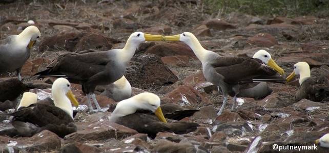 Un couple d'albatros des Galápagos en pleine séduction