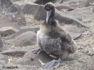 Poussin albatros des Galápagos