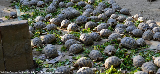 Minsontaung Wildlife Sanctuary