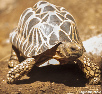 tortue étoilée