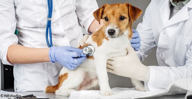 Un auxiliaire de santé animale maintient un chien pendant une consultation