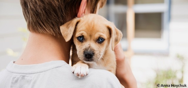 Comment travailler dans un refuge pour animaux ?