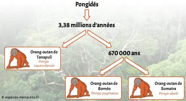 arbre généalogique orang-outan