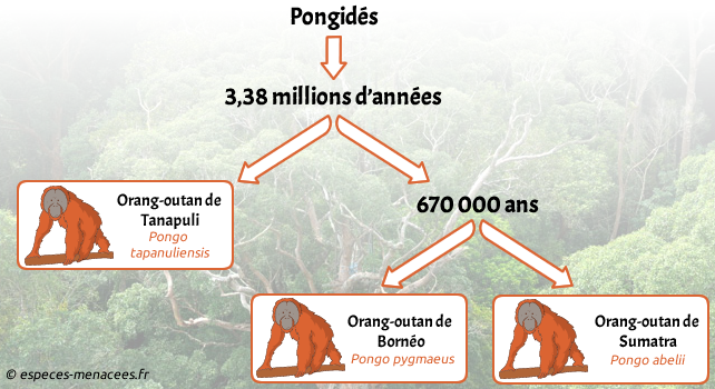 arbre généalogique orang-outan