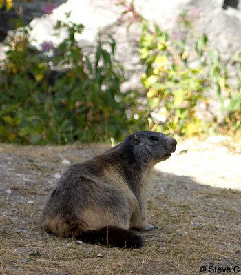  parc national de la Vanoise