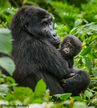 Une femelle gorille des montagnes et son petit
