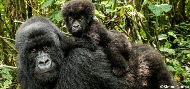 Une mère gorille des montagnes et son petit accroché à son dos