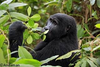 Un gorille des montagnes se nourrit de feuilles, tiges, fruits et racines