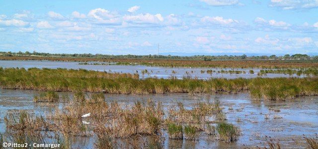 Les Camargues, une réserve naturelle en France