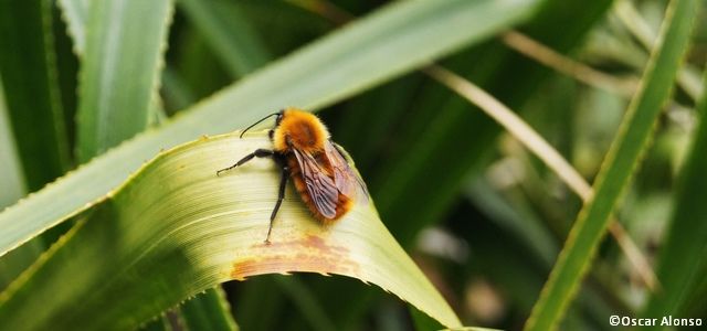 Un bourdon géant sur une feuille