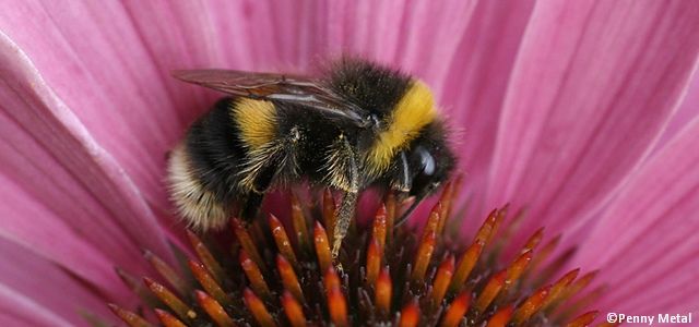 Un bourdon terrestre, une espèce invasive en Amérique du sud