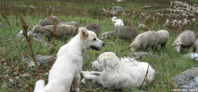 chien de protection