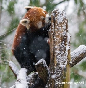 Panda roux sous la neige