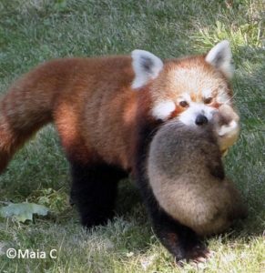 Reproduction du panda roux