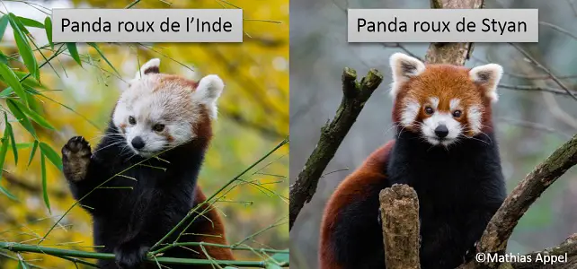 Pandas roux d'Inde et de Styan