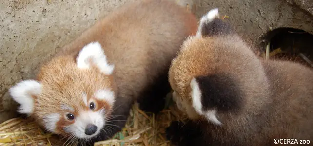 Bébés pandas roux