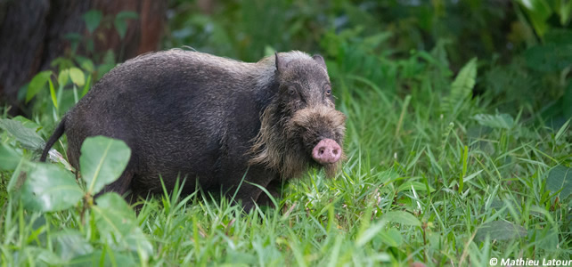 sanglier borneo