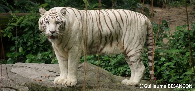 Tigre blanc